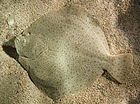 True turbot