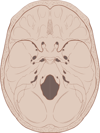 Skull interior anatomy.svg