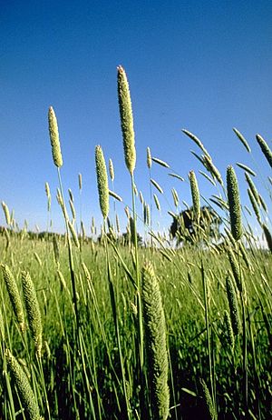 Phalaris aquatica.jpg