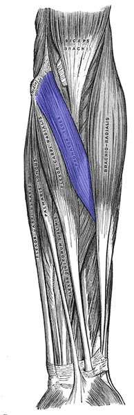 Pronator-teres.png