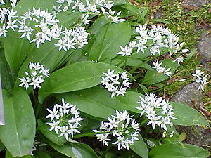 Allium ursinum0.jpg