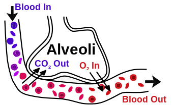 Alveoli.svg