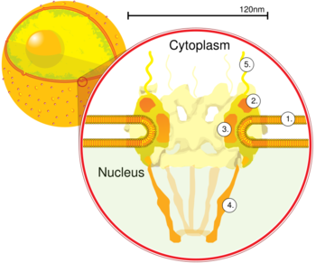 NuclearPore crop.png