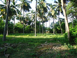 Palm Trees, Thiruchengode