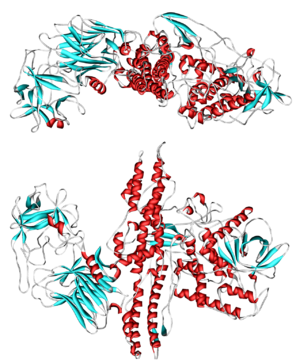 Cartoon representation of Botulinum toxin. PDB entry 3BTA