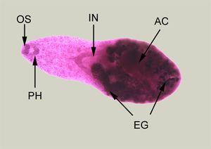 Heterophyes heterophyes.jpg