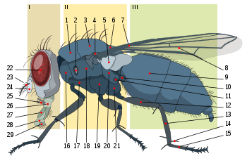 Housefly anatomy-key.svg