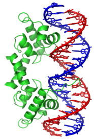 Ribbon diagram of the lambda repressor dimer bound to DNA.