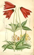 Lilium grayi 2.jpg