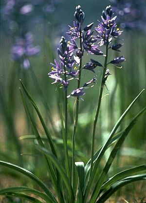 Camassia-quamash.jpg