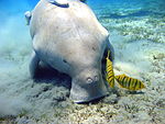 Dugong Marsa Alam.jpg