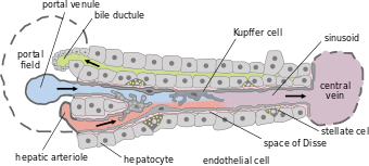 Hepatic structure2.svg