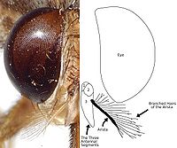 A photograph and diagram of the head of a tsetse illustrating the branched hairs of the antenna's arista