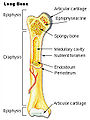 Illu long bone.jpg