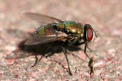 Green bottle fly3.jpg