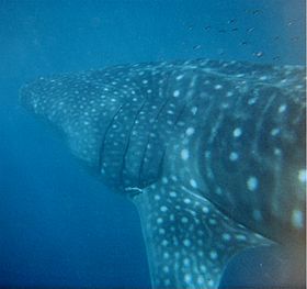 Whale shark Australia.jpg