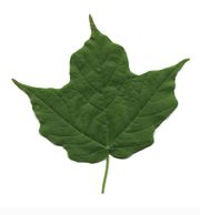 LEAF bigger.jpg