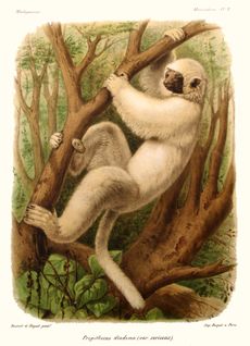 color drawing of silky sifaka; it is perched on a tree with both legs and arms grasping the limb and is half upside down.