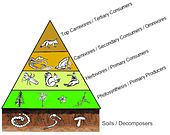 Trophiclevels.jpg