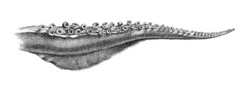 Todarodes pacificus arm.jpg