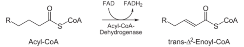 Beta-Oxidation1.svg