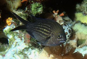 Chromis chromis 2.jpg