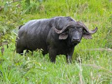 Buffalo Bull (Syncerus caffer) (11838910043).jpg