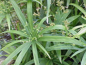 Cyperus diffusus1.jpg