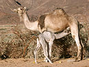 Camelcalf-feeding.jpg