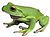 White-lipped Tree Frog