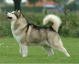 Alaskan Malamute.jpg