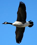 Goose-flying.jpg