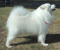 Samoyed 600.jpg