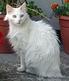 Turkse angora.jpg