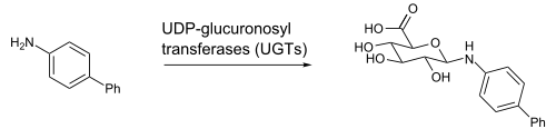 GlucuronidationBiphenylAmine.svg