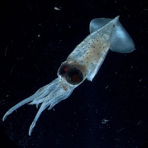 Enoploteuthis.jpg