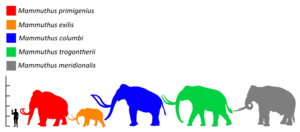 Colored silhouette of a mammoth, relative in size to a human and past and present elephants