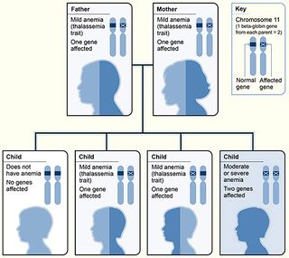 Thalassemia beta.jpg