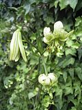 Lilium fargesii.jpg