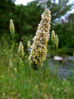 Meadow Foxtail head.jpg