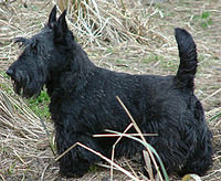 ScottishTerrier.jpg