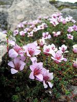 Saxifraga oppositifolia