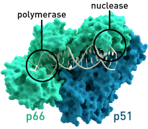 Reverse transcriptase 3KLF labels.png