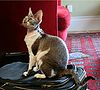 Devon Rex Izzy.jpg