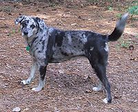 Ch-Catahoula 002.jpg