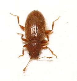 Latridiidae.jpg