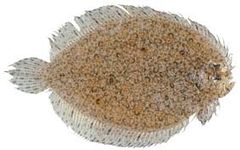 Psammodiscus ocellatus.jpg