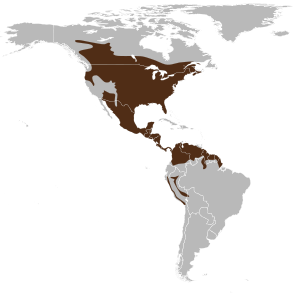 Odocoileus virginianus map.svg