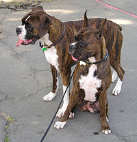 Boxer (dog).jpg