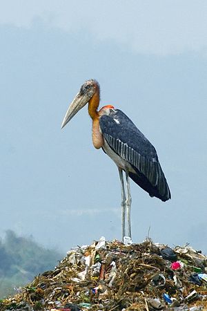 Greater adjutant.jpg